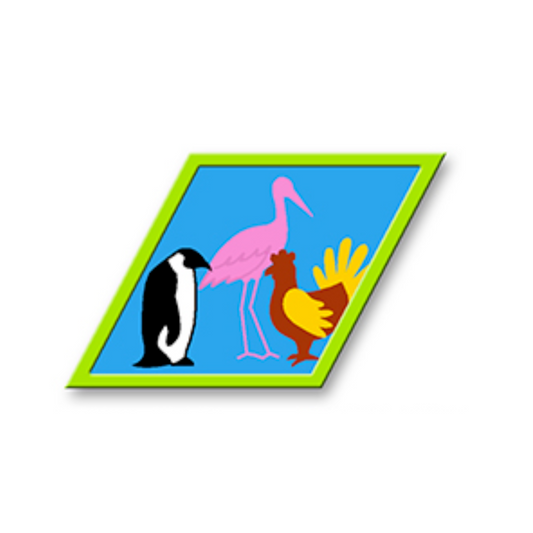 Birds